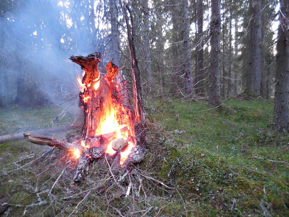 Vi finner en fin leirplass i granskogen og snart kan vi nyte varmen fra bålet!