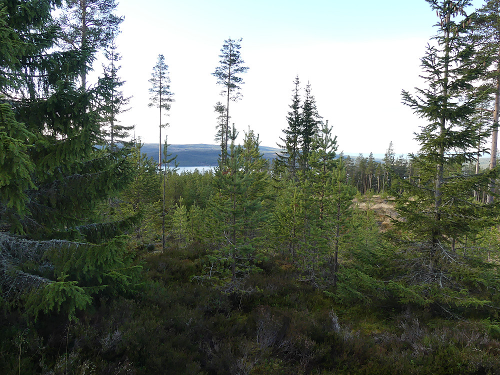 Fra toppen av Talnesberget, 659 moh., får man et lite gløtt av Osensjøen.
