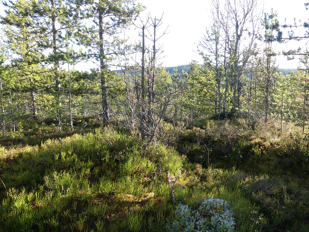 På toppen av Vestre Sissilknollen, 689 moh., er det lite utsikt til annet enn småfuru.