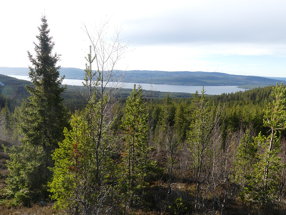 En bestigning av Sissilknollen, 721 moh., gir fin utsikt over Osesjøen i vest.
