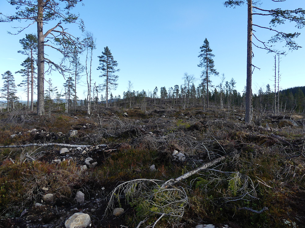 Opp mot Svartåsen; det "moderne skogbruket" har satt sine tydelige spor!