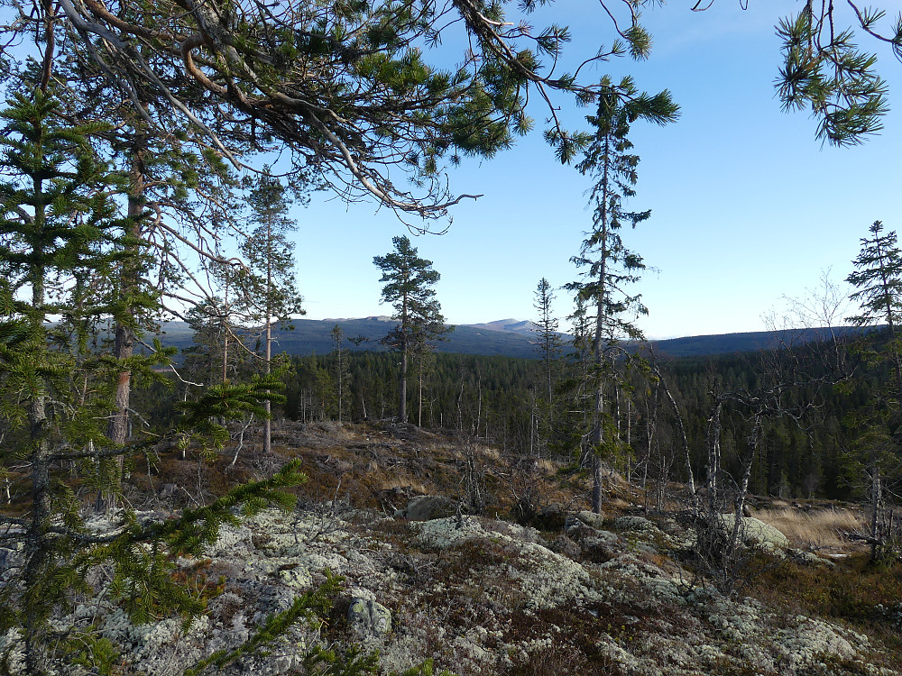 Fra Svartåsen, 722 moh. og mot Trysilfjellet.