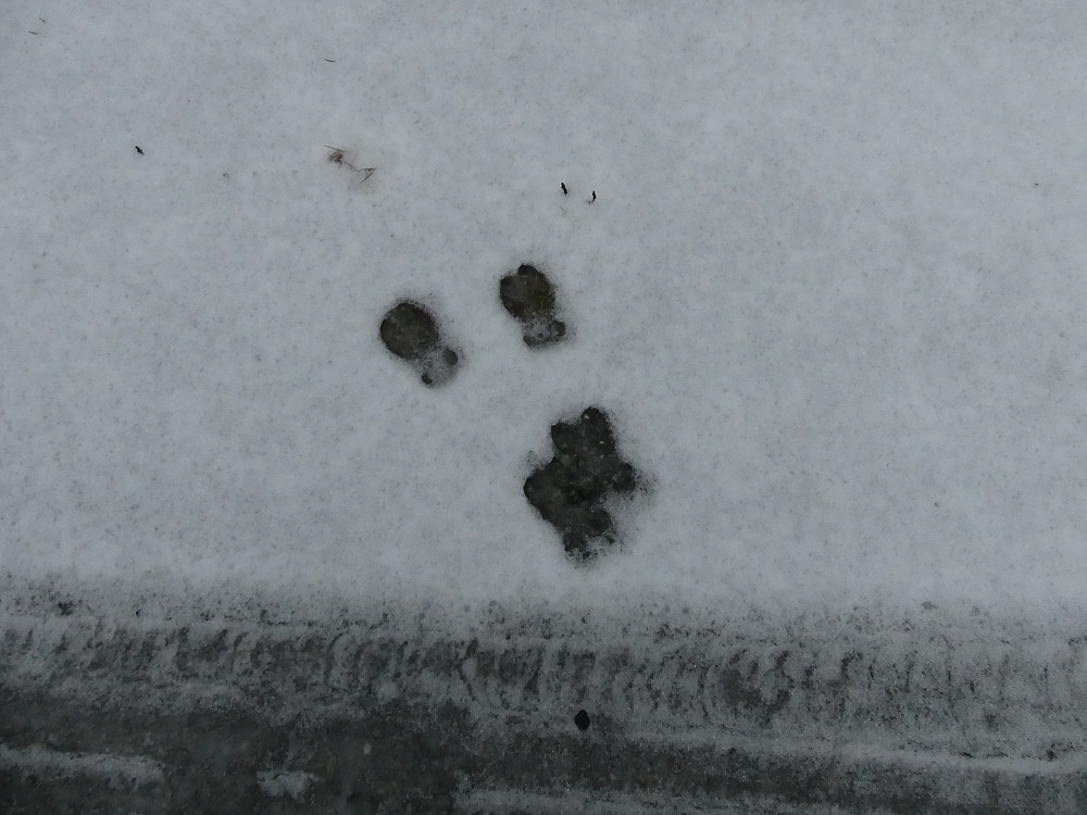 ..fotspor i snøen etterlater ingen tvil!