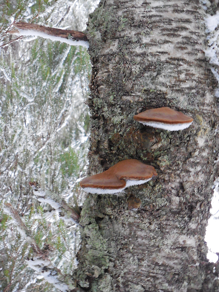 Knivkjuker.