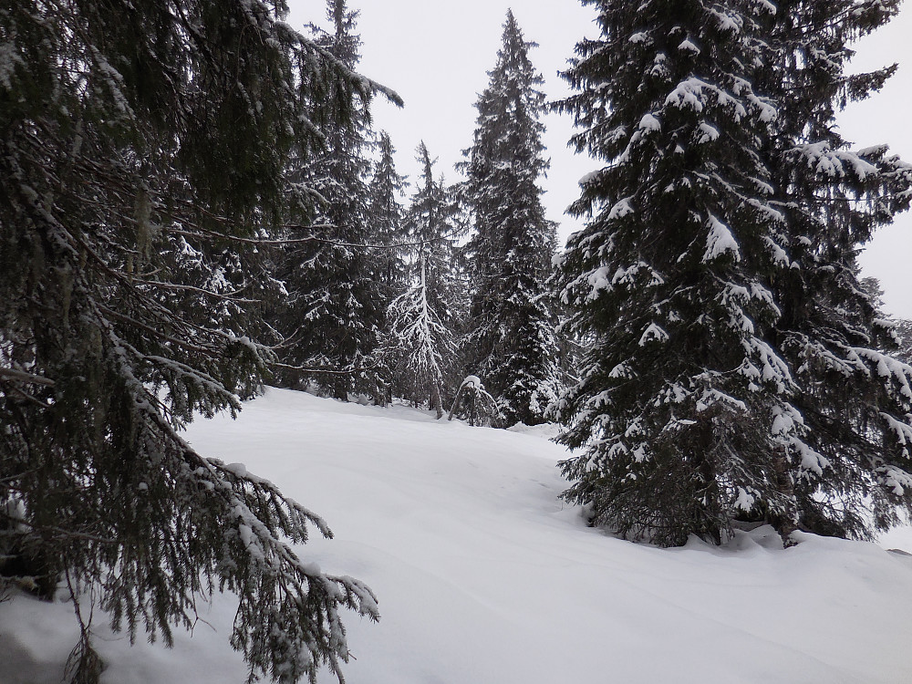 Fine forhold gjennom skogen.