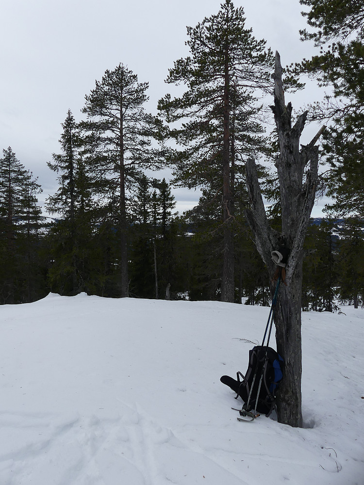 På Dulthøgda Sørtoppen, 698 moh.