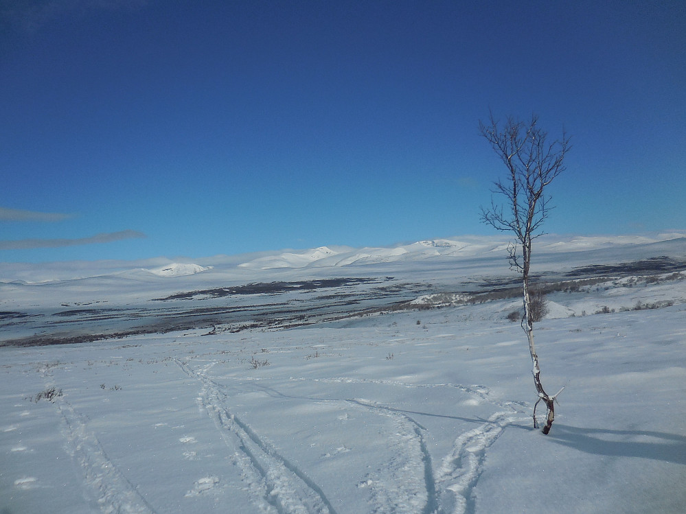 Fra Veslberget og mot Snøhetta.