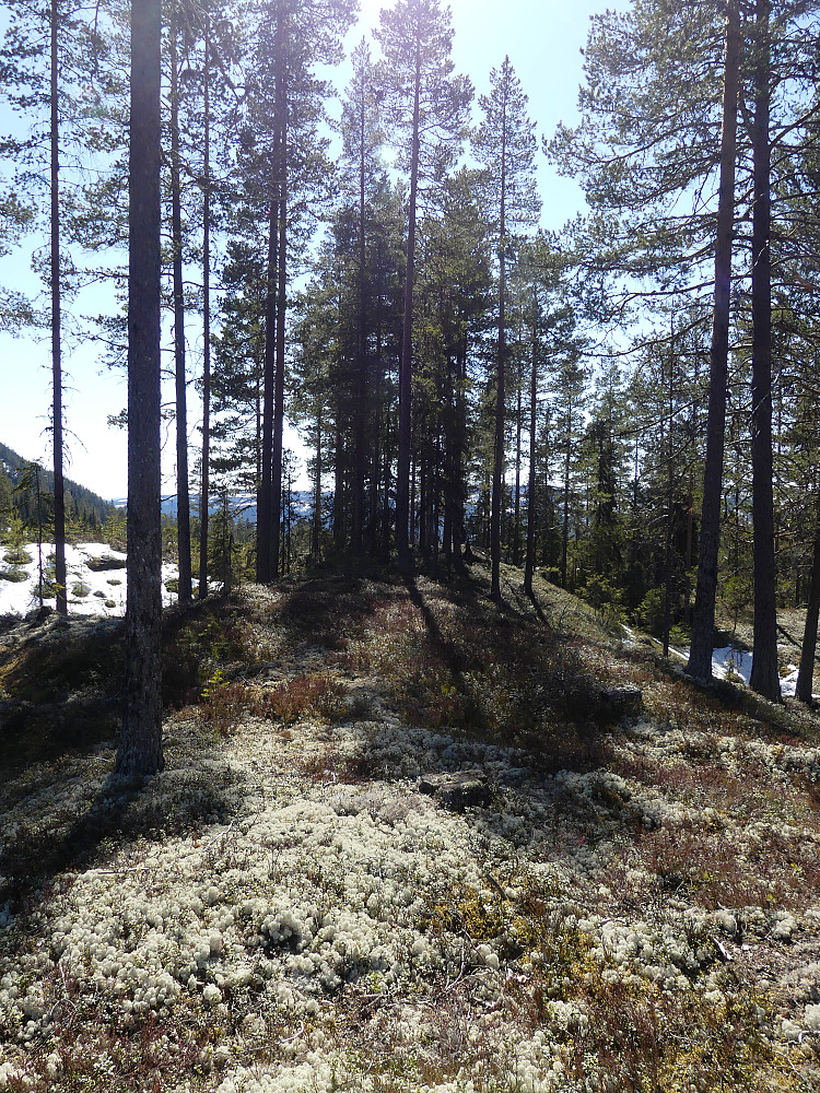 Sørvest for Granbergbua, 518 moh.