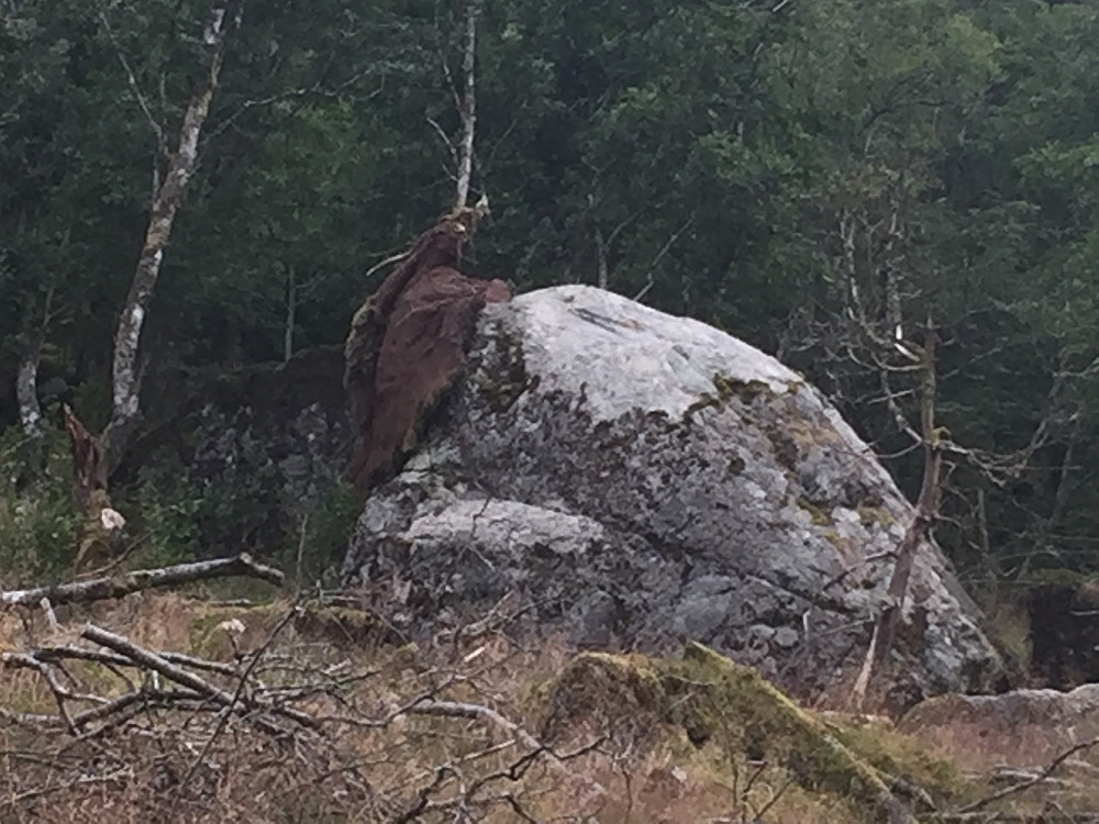 Jammen kan det vere veirhardt på vestlandet når ein mosegrodd stein vert avkledd på denne måten.