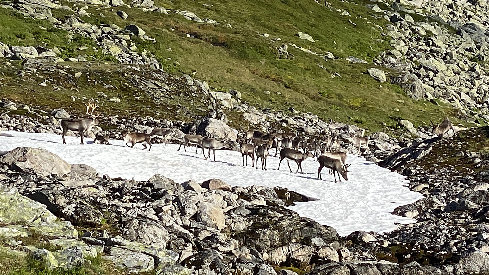 Kjekt å få sjå ein reinsdyrflokk på nært hold.