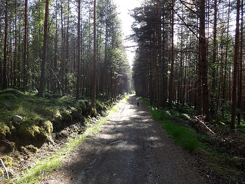 Joggetur på skogsveien (bildet er tatt på vei nedover)