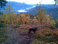 Utsikt mot Gloppefjorden