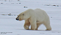 arntfla_20151207_5665f3ceeecd2.jpg