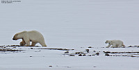 arntfla_20151207_5665f3e7caff1.jpg