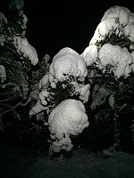 Masse snø. Flott kveld i skogen