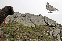 arntfla_kaar150614_img_9150.jpg