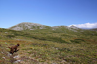 arntfla_varde03.jpg