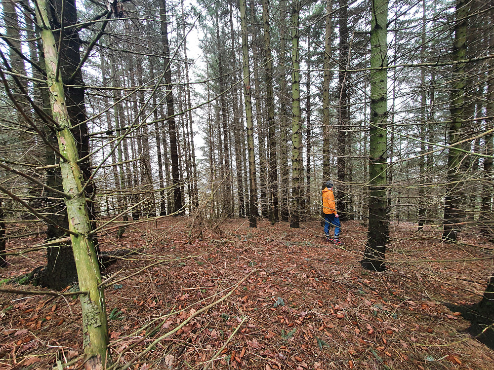 Litt skog rett ved toppen, men svært greit å gå i.