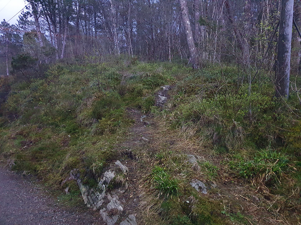 Her tok vi av veien ut på skogssti 