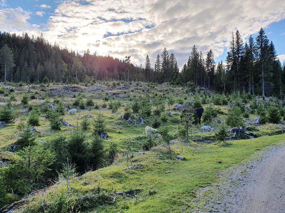 Såg både hest, sau og kyr etter veien.