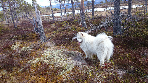 Bikkja ved tjernet oppe ved Brannåsåsen