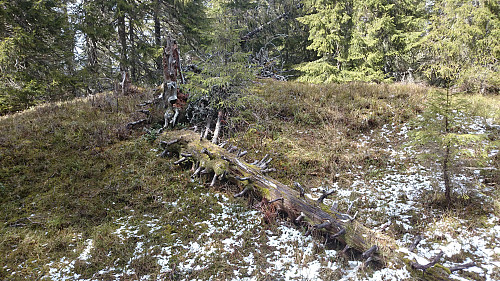 Sjuråsen er en kjedelig skogstopp i Orkanger uten utsikt. Nysnø også her selv om det er mai.