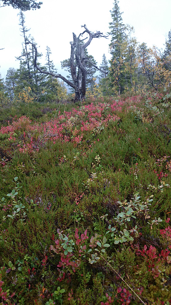 Høstfarger og tørrfuru på Grevåsen