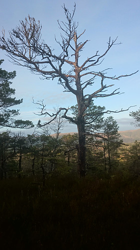 Tørrfuru på Knatten