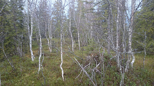 Det er iallfall fin bjørkeskog på toppen av Åsvollhøgda.