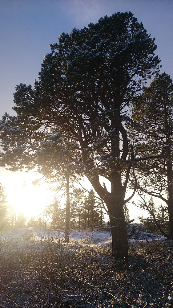 Lav høstsol ved Storslættåsen.