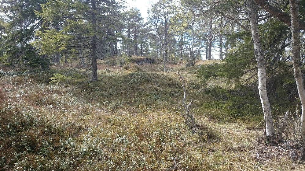 Ikke mye utsikt oppe på det jeg trodde var Skardsberget. Kanskje bedre utsikt når jeg kommer på rett kolle!!