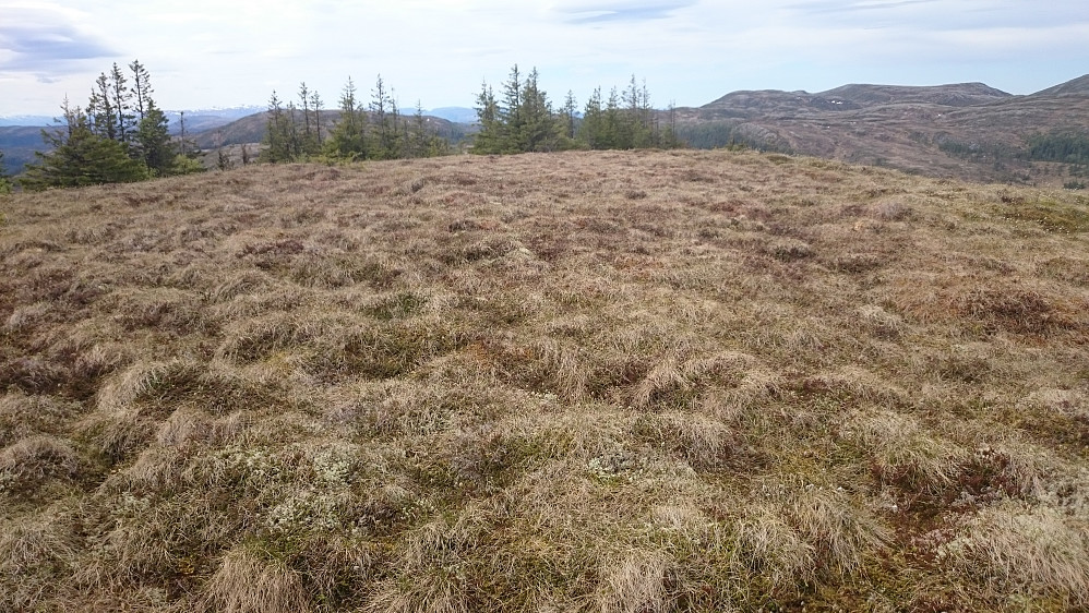 Topplatået av Oksen er helt dekket av myr. Dette er vel også litt sjeldent, selv i Trøndelag.