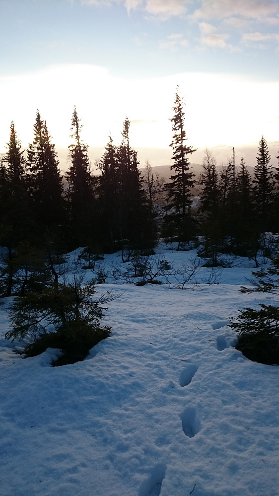 Endelig delvis klar himmel i Trøndelag denne vinteren. Det var overraskende mye snø oppover lia mot Benkheia.