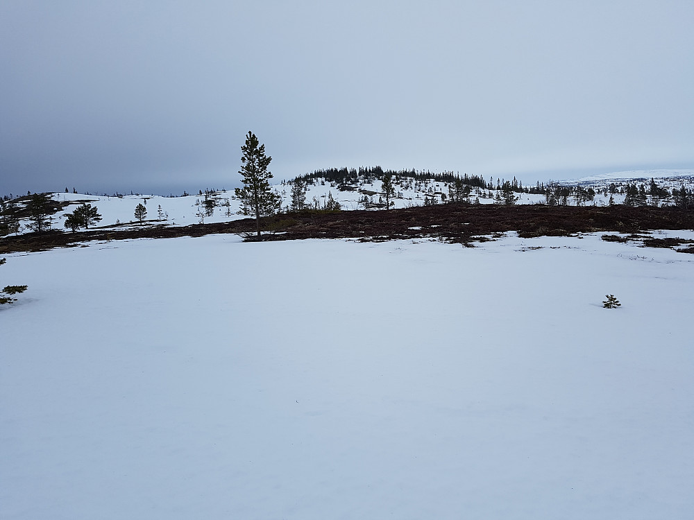 Hamran i det fjerne. Slakt terreng her mellom Gauldalen og Lundadalen. Fremdeles fine skiforhold.