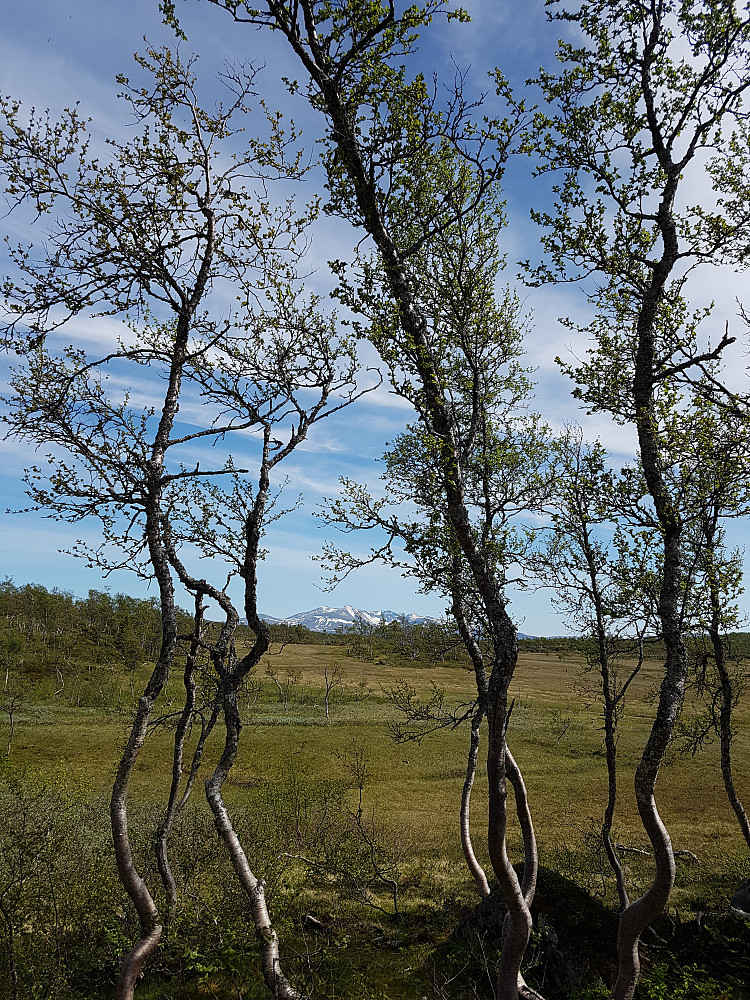 Både på bakken og på bjørkene får man en følelse av vår i stedet for sommer i Tydalen i begynnelsen på juli dette året.