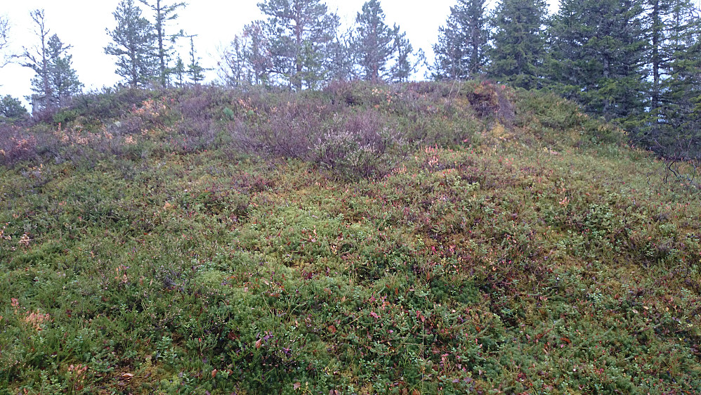 Lite utsikt fra Øveråsen så her er et bilde av selve skogstoppen.
