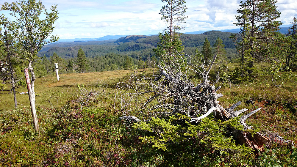 Fra Langåsen og nordover. Toppen på Sjåvidthøgda er dessverre rett bak furua på midten.