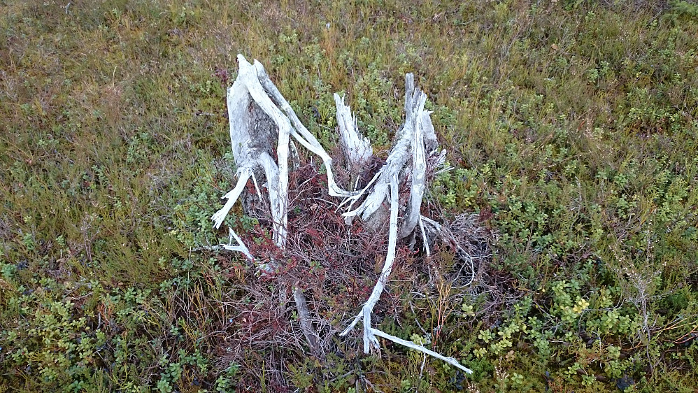 Om utsikten fra Foksetåsen ikke var all verden så var det nå spennende å se denne fine rota i hvert fall.