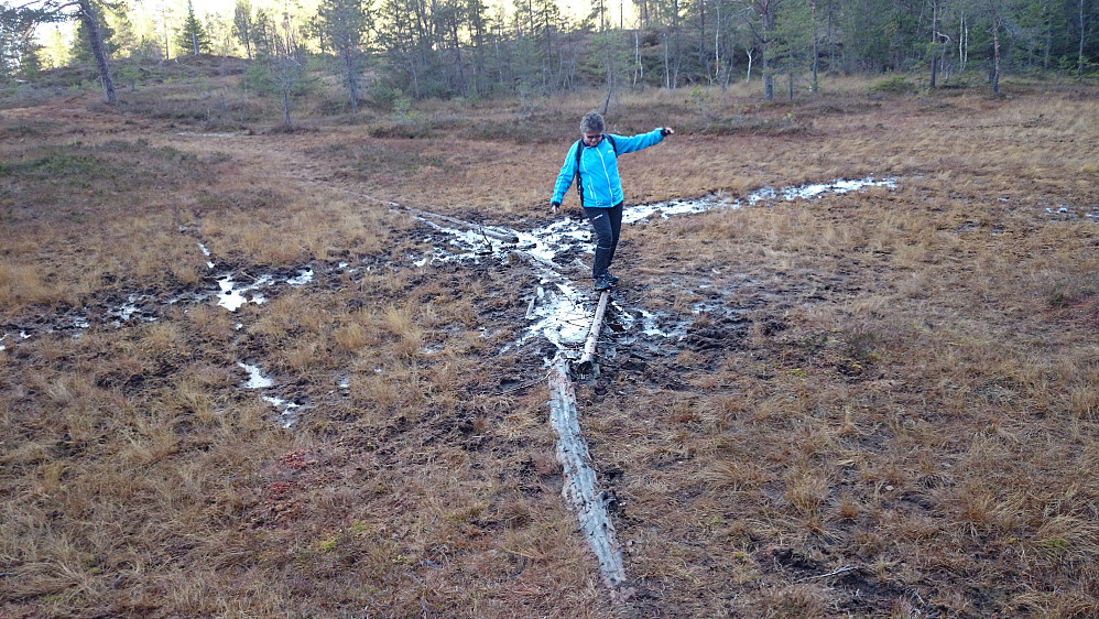 Lisbeth balanserer på godt utlagte tømmerstokker på myrene opp mot Jervfjellet.