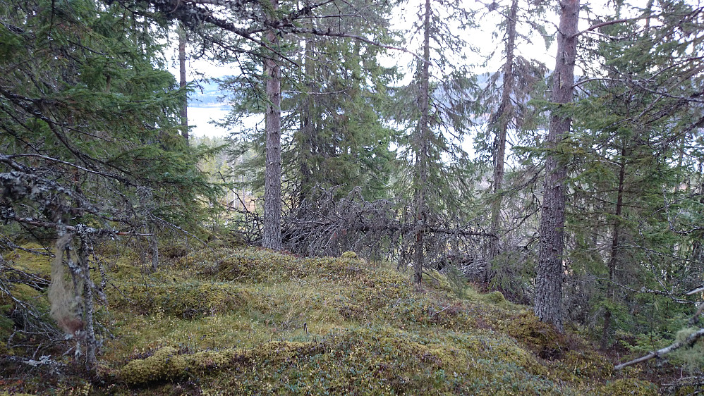 10 m nord for toppen på Storåsen kan man se litt av Jonsvatnet.