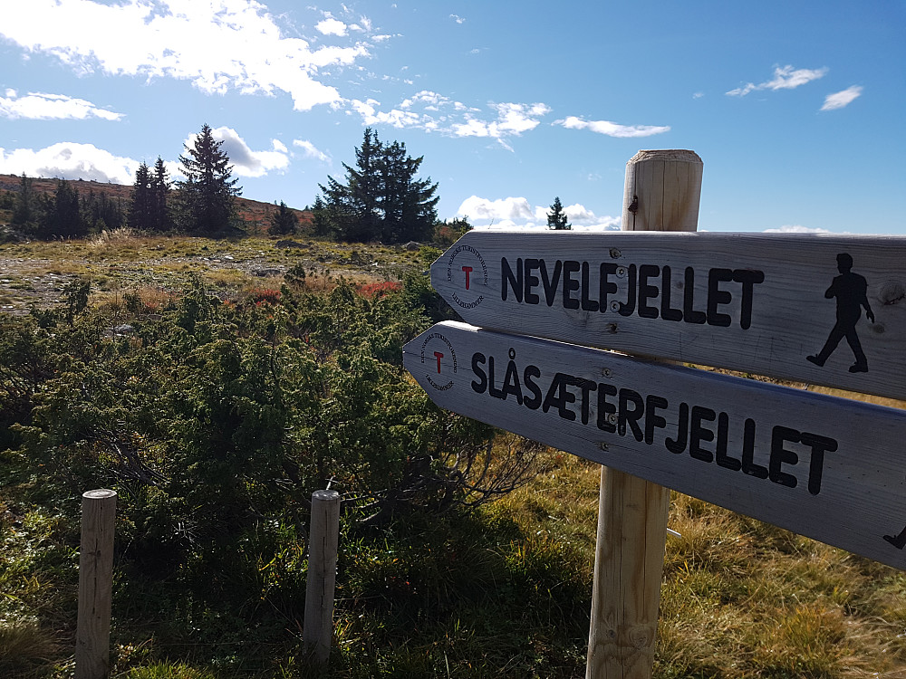 Dagens tur: Følgde merka sti til Slåsæterfjellet og så videre til Nevelfjellet.
