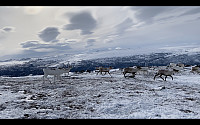 maxgolev_20200405_5e89d14a1f43d.jpg