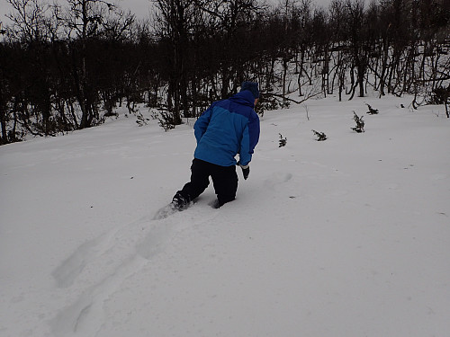 I skauen har snøen samla seg og råtna.... Blei en tung tur opp til Kinnhovdun.