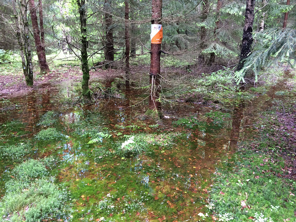 Vanvittig mye vann i skauen i dag etter det vanvittige regnværet i går