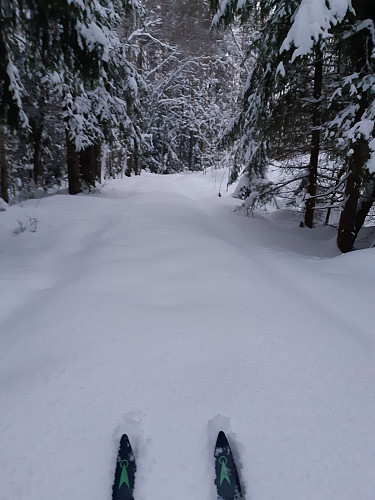 Fint i skogen nå, og deilig å sette egne spor