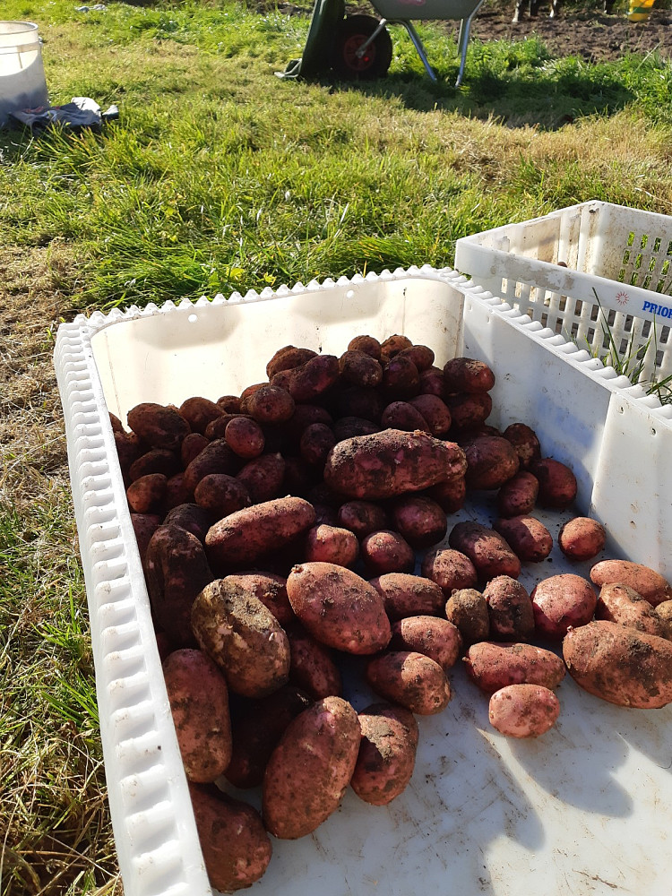 Potatis fra potetlandet til Arve