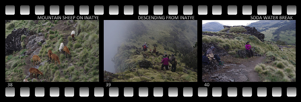 #38: Mountain Sheep in the mountain side of mount Enatye. #39: Descending from Enatye towards the Chennek camp site. #40: A soda water break shortly before arrival at Chennek.