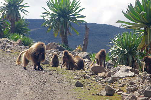 Image 14: As we were crossing the road that goes through the Simien Mountains National Park, we encountered a large flock of Gelada Monkeys.