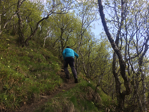 Det er svært bratt opp til ca. 250 m.o.h., men godt med trær å holde seg fast i dersom det har regnet og er glatt når man skal ned igjen. Når vi tok turen, var det imidlertid tørt og fint.