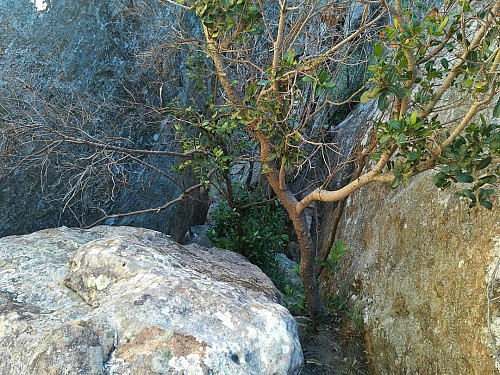 This little tree, which was clinging onto the rock as best it could, with roots extending into the fissures of the rock; gave me something to hold onto when climbing the near vertical rock beneath it.